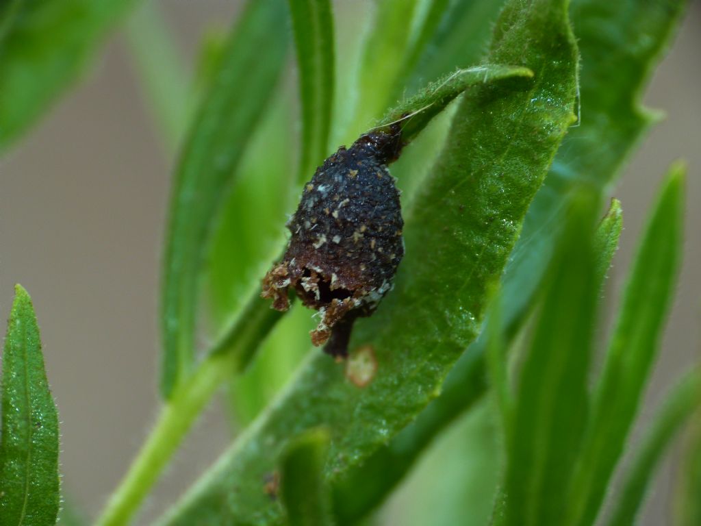 Nidi strani... di Anthidiellum sp. (Apidae Megachilinae)